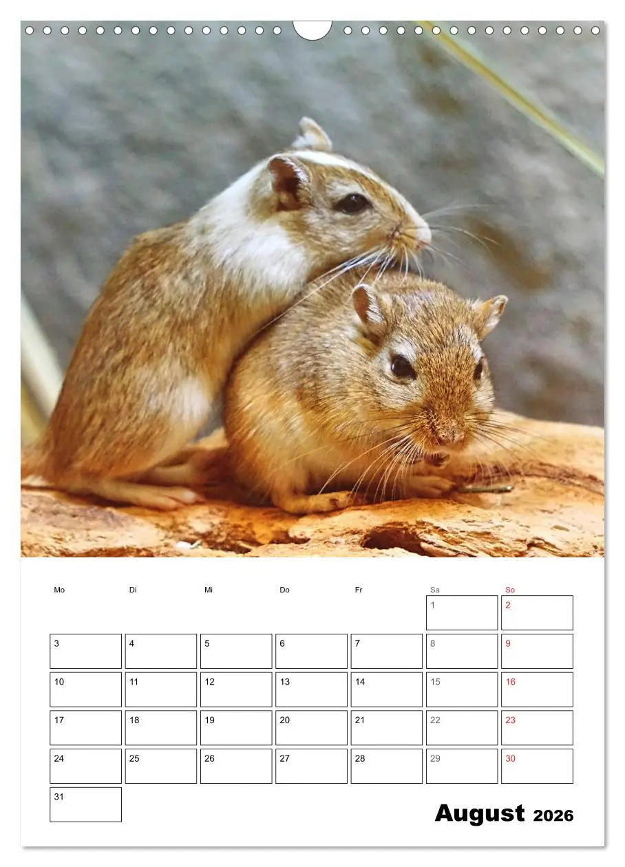 Bild: 9783516372779 | Mongolische Rennmäuse (Wandkalender 2026 DIN A3 hoch), CALVENDO...