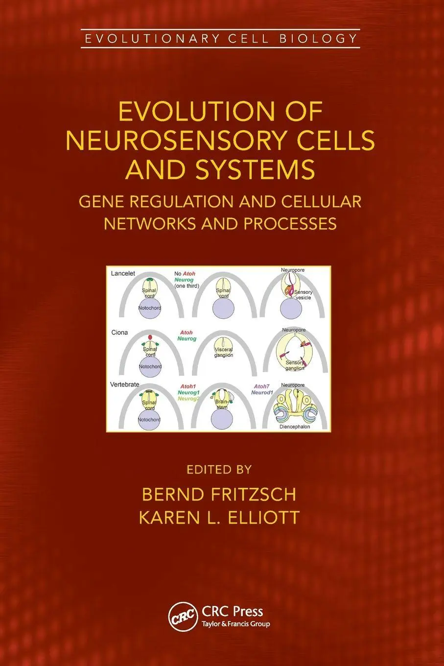 Cover: 9780367552879 | Evolution of Neurosensory Cells and Systems | Bernd Fritzsch (u. a.)