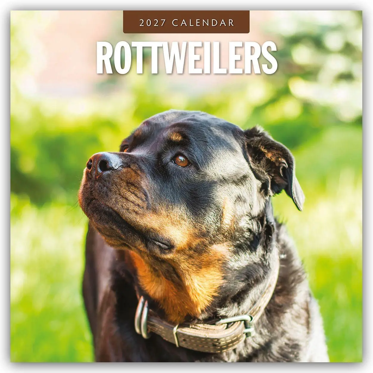 Cover: 9781837012879 | Rottweilers - Rottweiler 2027 - 16-Monatskalender | Robin Red | 28 S.