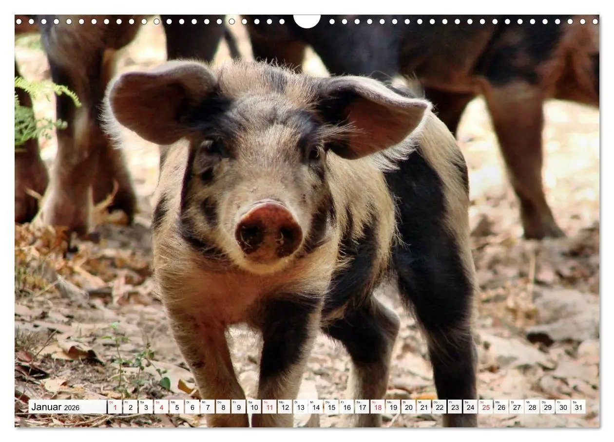 Bild: 9783516052879 | Von Säuen die Schwein haben! (Wandkalender 2026 DIN A3 quer),...