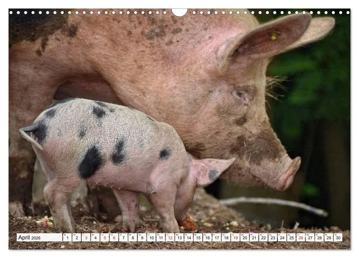 Bild: 9783516052879 | Von Säuen die Schwein haben! (Wandkalender 2026 DIN A3 quer),...