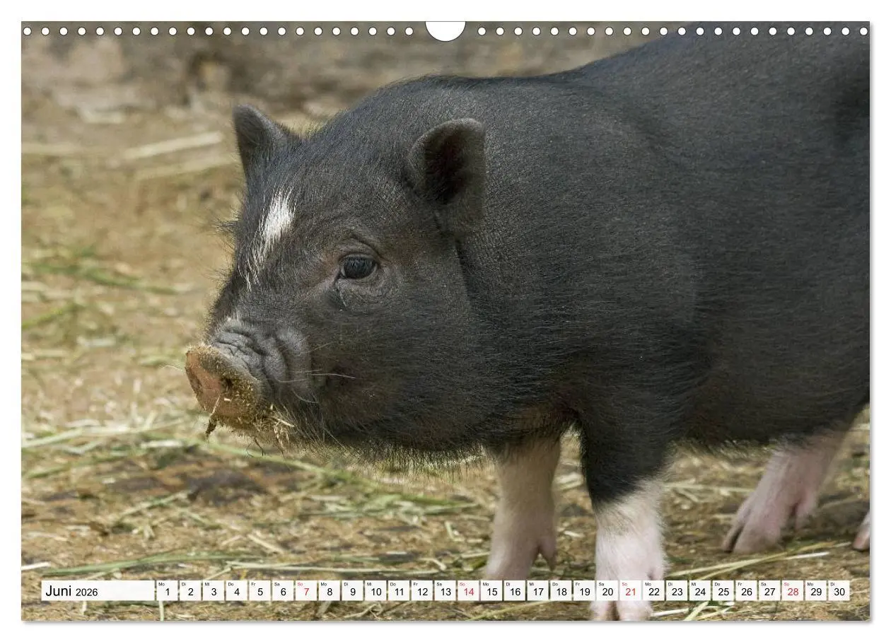 Bild: 9783516052879 | Von Säuen die Schwein haben! (Wandkalender 2026 DIN A3 quer),...