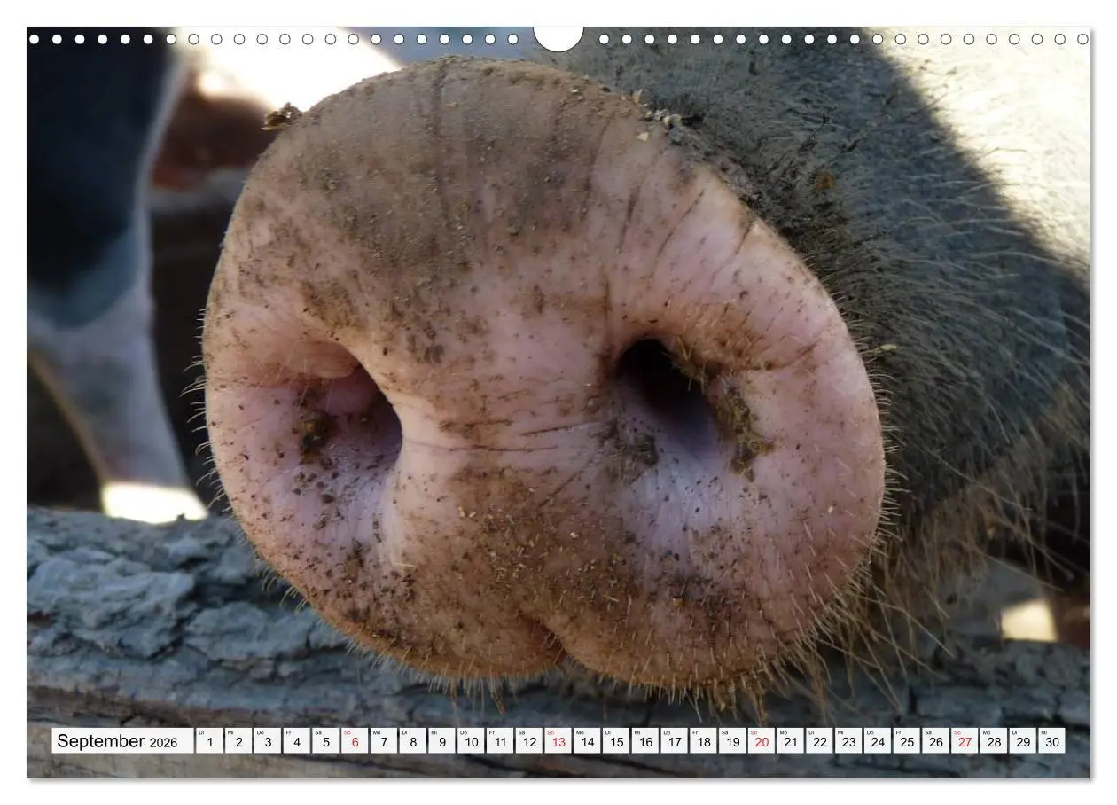Bild: 9783516052879 | Von Säuen die Schwein haben! (Wandkalender 2026 DIN A3 quer),...