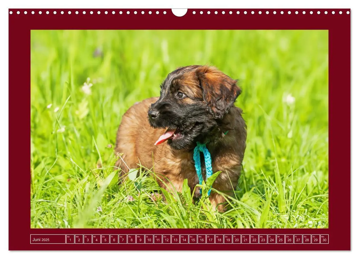 Bild: 9783457153079 | Herz auf vier Pfoten - Briard (Wandkalender 2025 DIN A3 quer),...
