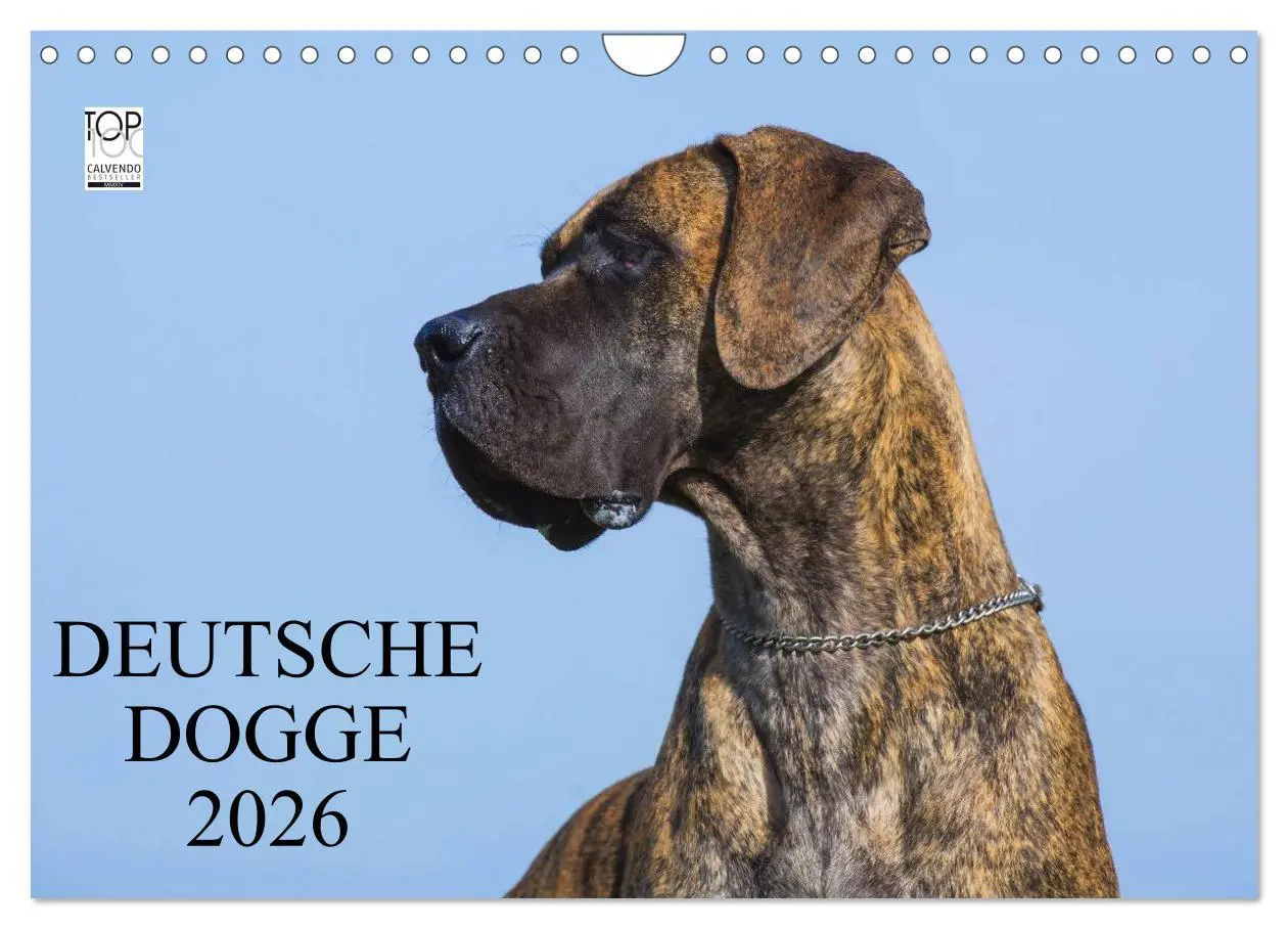 Cover: 9783516163179 | Deutsche Dogge 2026 (Wandkalender 2026 DIN A4 quer), CALVENDO...