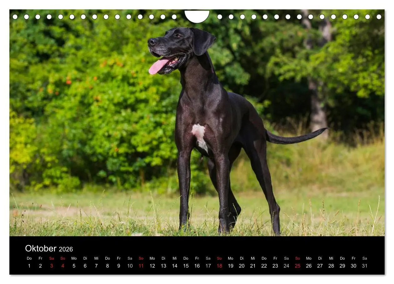 Bild: 9783516163179 | Deutsche Dogge 2026 (Wandkalender 2026 DIN A4 quer), CALVENDO...