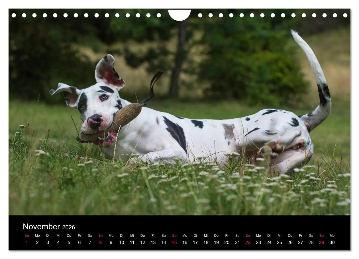 Bild: 9783516163179 | Deutsche Dogge 2026 (Wandkalender 2026 DIN A4 quer), CALVENDO...