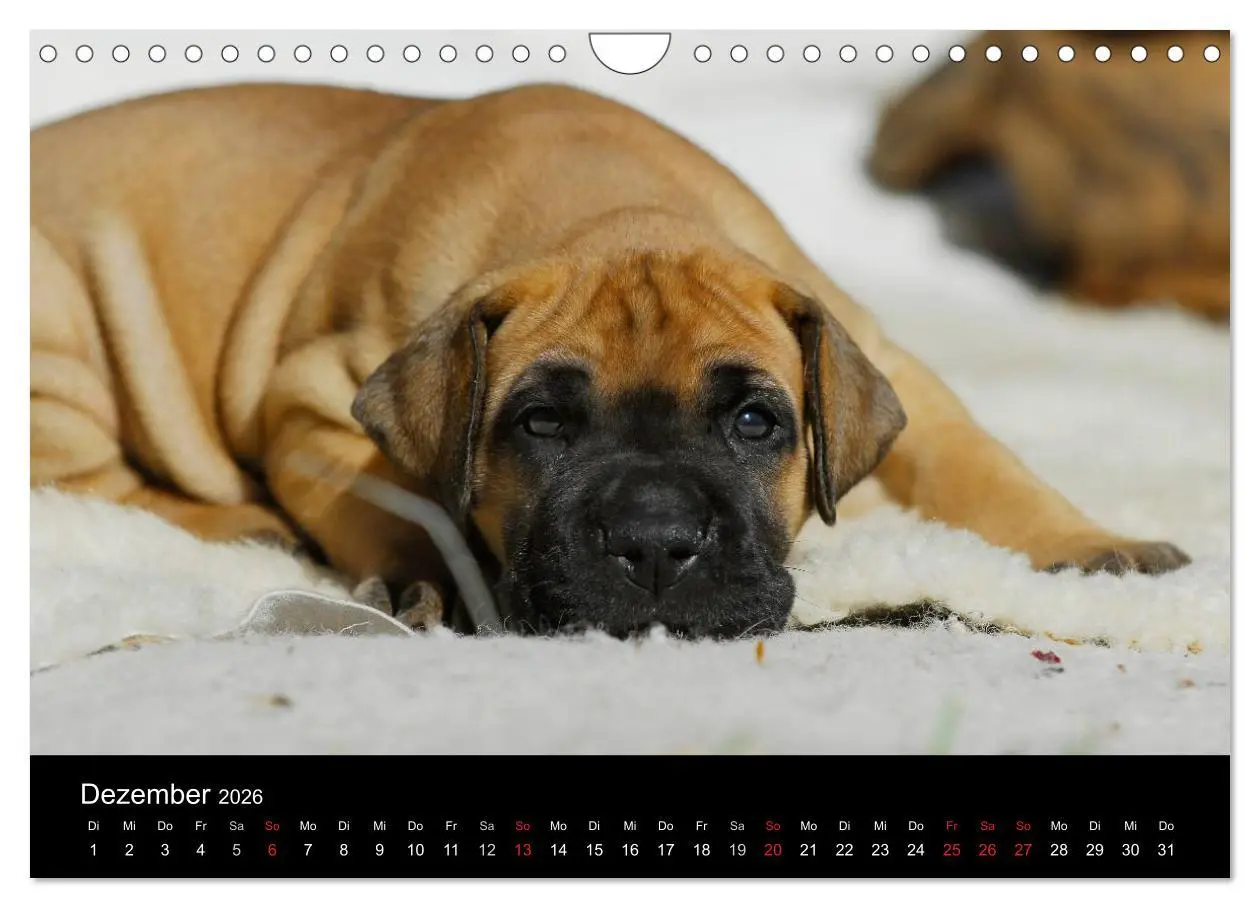 Bild: 9783516163179 | Deutsche Dogge 2026 (Wandkalender 2026 DIN A4 quer), CALVENDO...