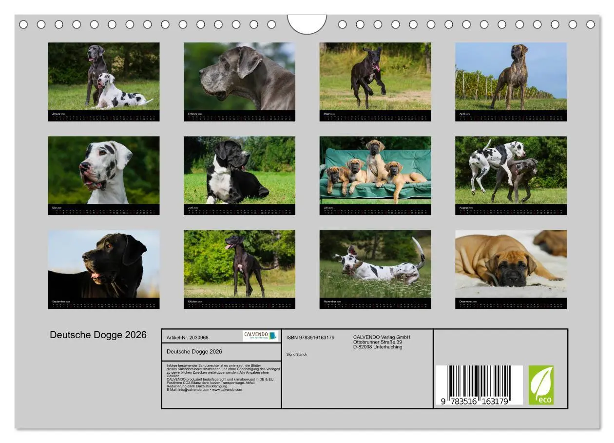 Bild: 9783516163179 | Deutsche Dogge 2026 (Wandkalender 2026 DIN A4 quer), CALVENDO...