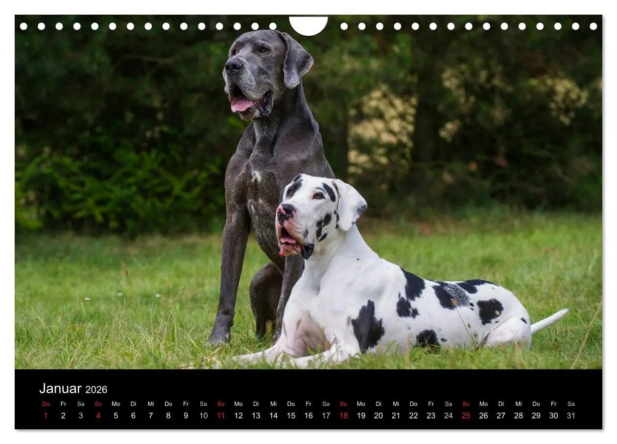 Bild: 9783516163179 | Deutsche Dogge 2026 (Wandkalender 2026 DIN A4 quer), CALVENDO...