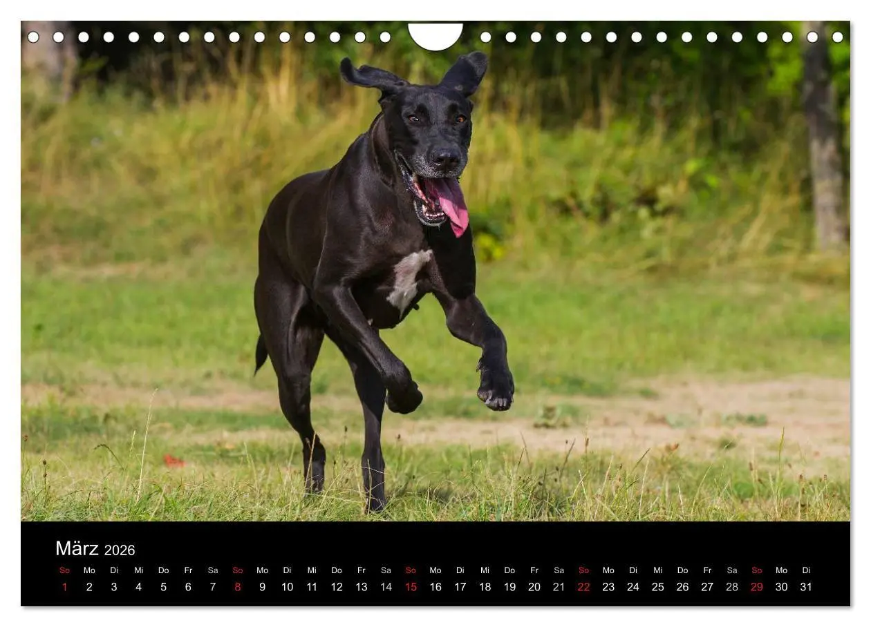 Bild: 9783516163179 | Deutsche Dogge 2026 (Wandkalender 2026 DIN A4 quer), CALVENDO...