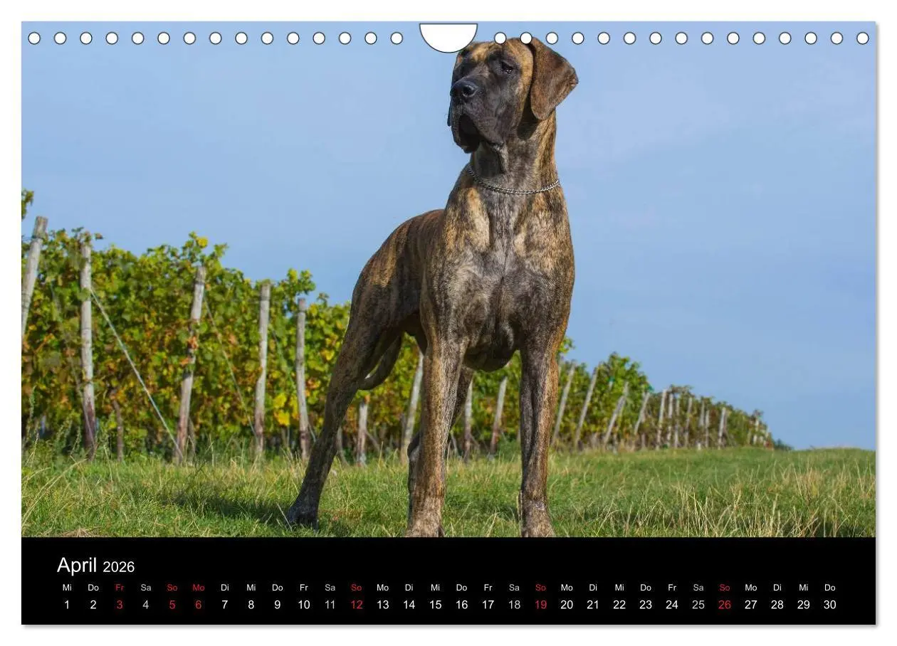 Bild: 9783516163179 | Deutsche Dogge 2026 (Wandkalender 2026 DIN A4 quer), CALVENDO...