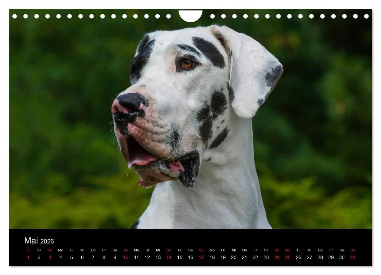Bild: 9783516163179 | Deutsche Dogge 2026 (Wandkalender 2026 DIN A4 quer), CALVENDO...