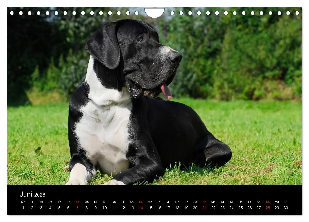 Bild: 9783516163179 | Deutsche Dogge 2026 (Wandkalender 2026 DIN A4 quer), CALVENDO...