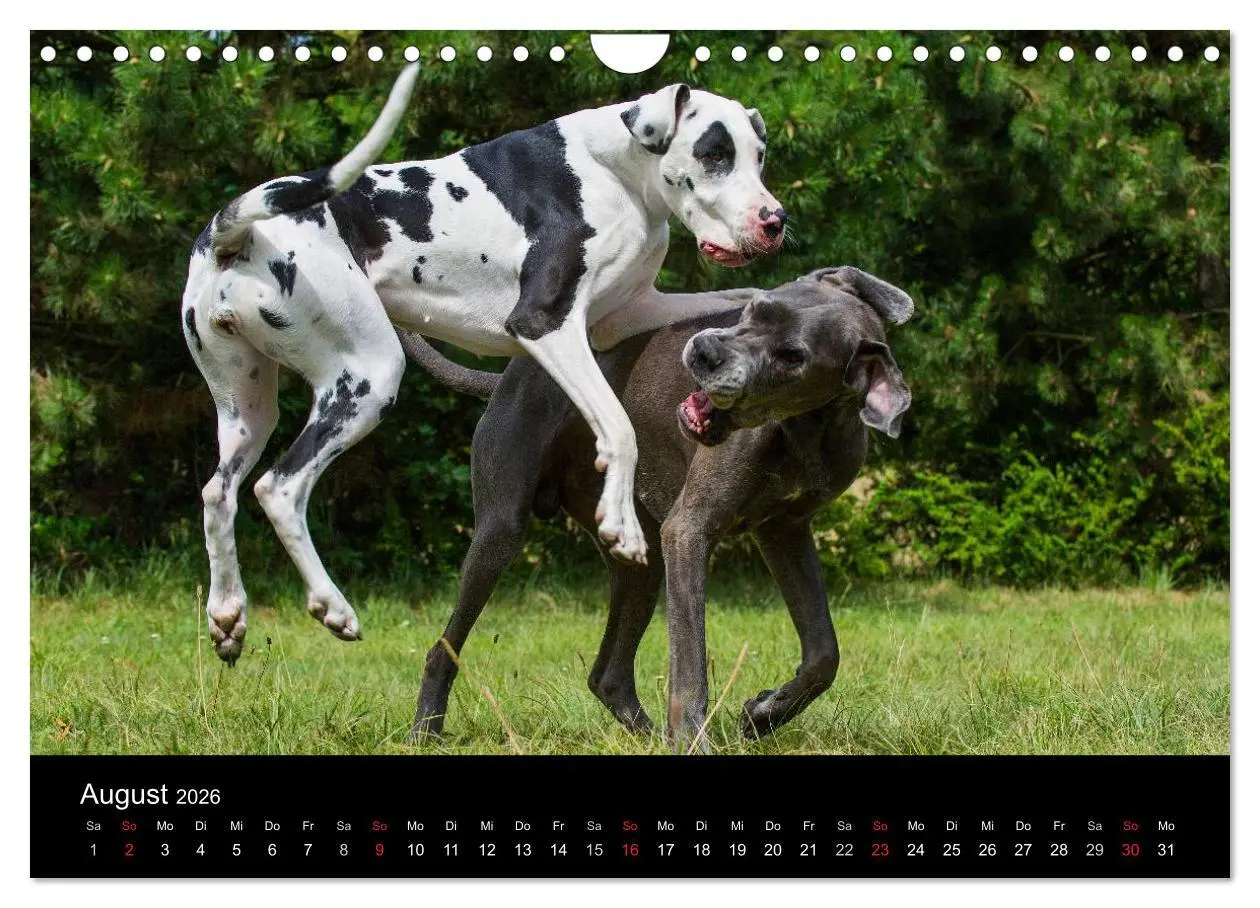 Bild: 9783516163179 | Deutsche Dogge 2026 (Wandkalender 2026 DIN A4 quer), CALVENDO...