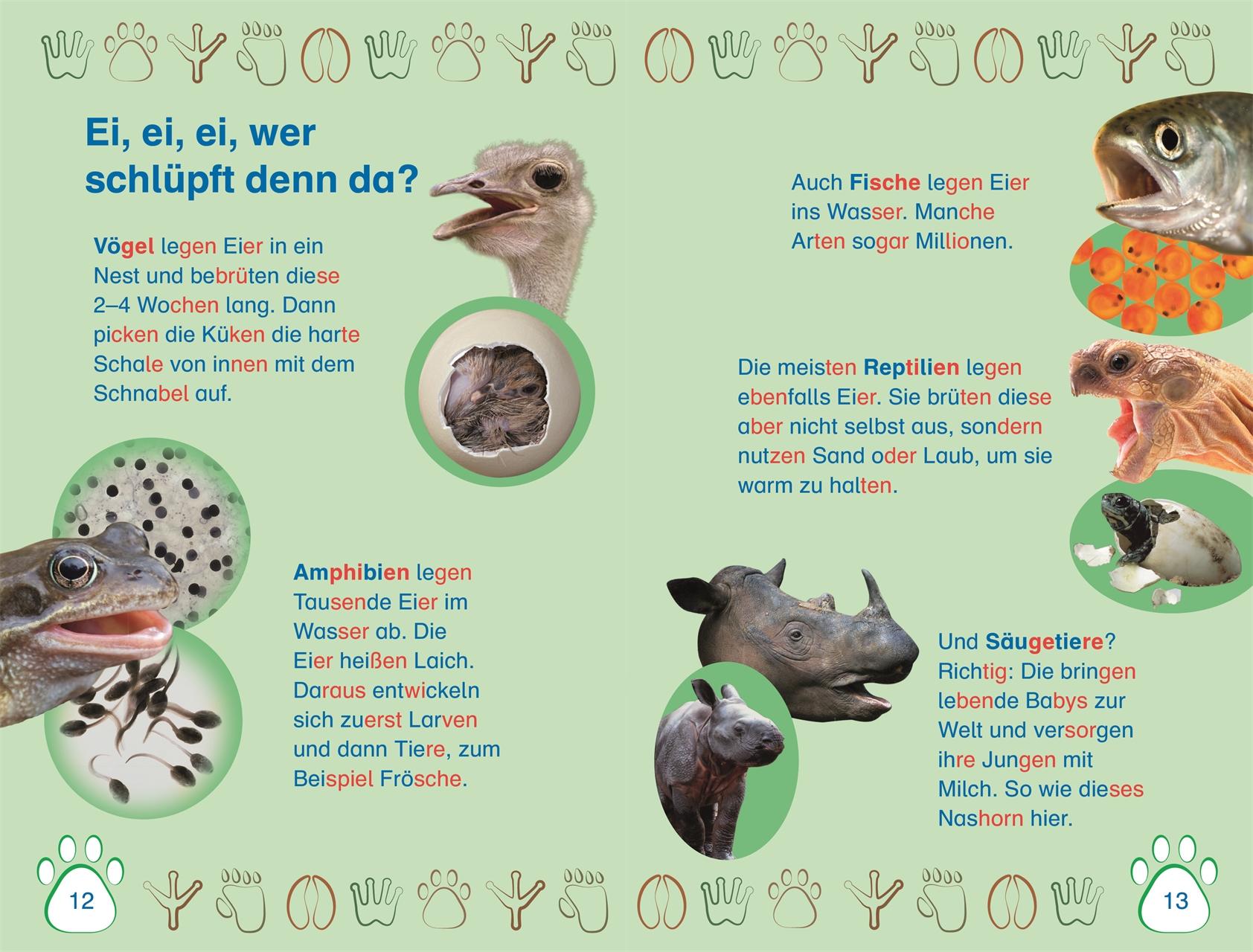 Bild: 9783831043279 | SUPERLESER! Nachwuchs bei uns im Zoo | Deborah Lock | Buch | 48 S.