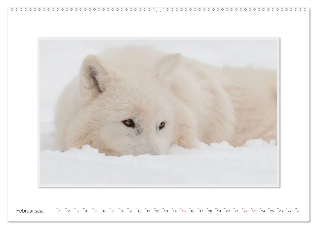 Bild: 9783516143379 | Emotionale Momente: Polarwölfe. / CH-Version (Wandkalender 2026 DIN...