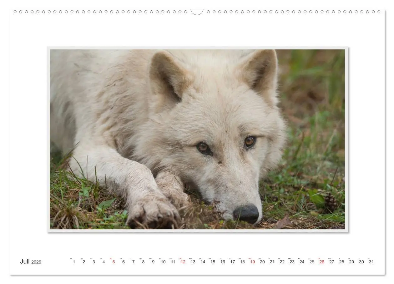 Bild: 9783516143379 | Emotionale Momente: Polarwölfe. / CH-Version (Wandkalender 2026 DIN...