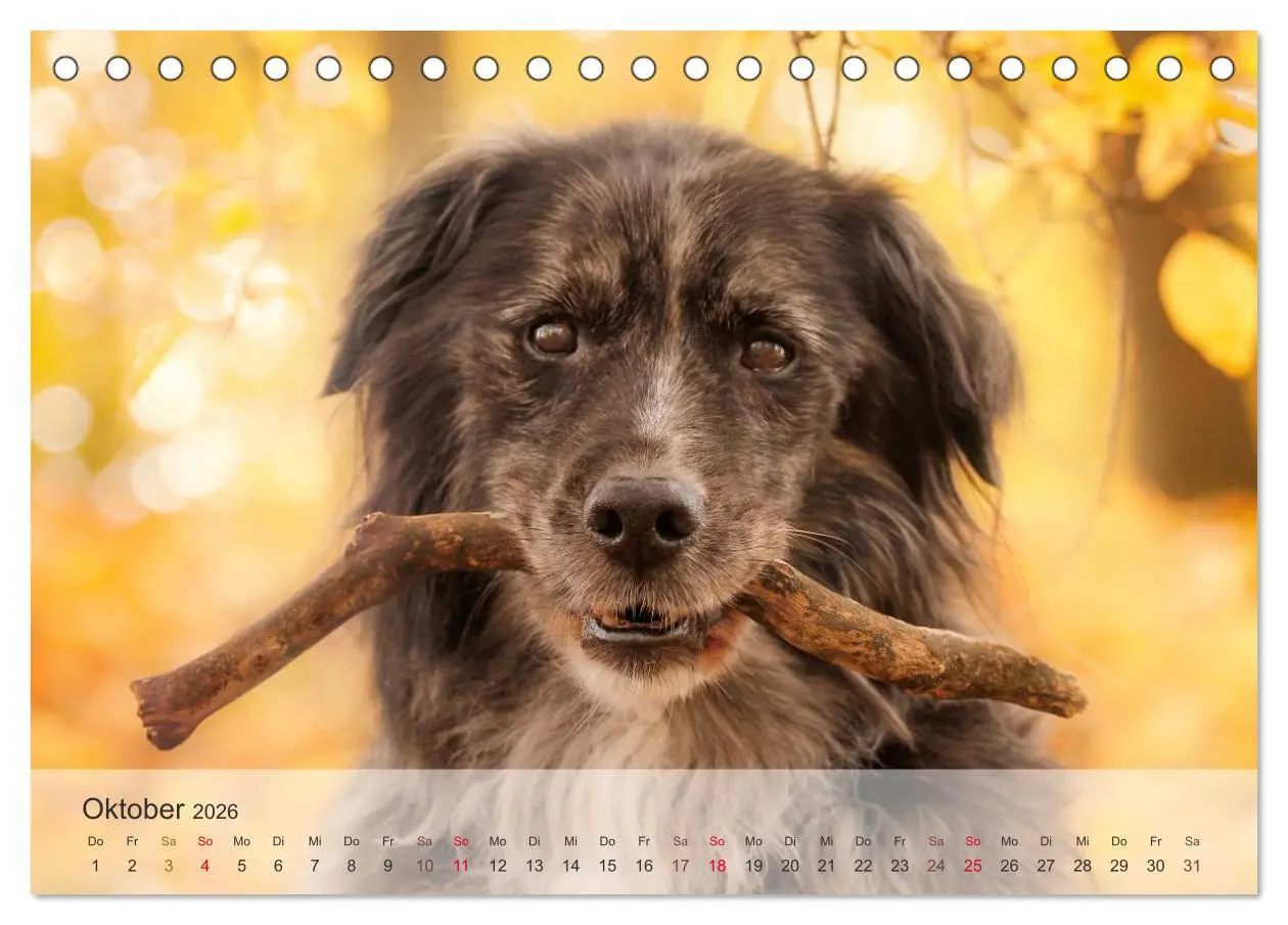 Bild: 9783457973479 | Hunde 2026 - Treue Begleiter (Tischkalender 2026 DIN A5 quer),...
