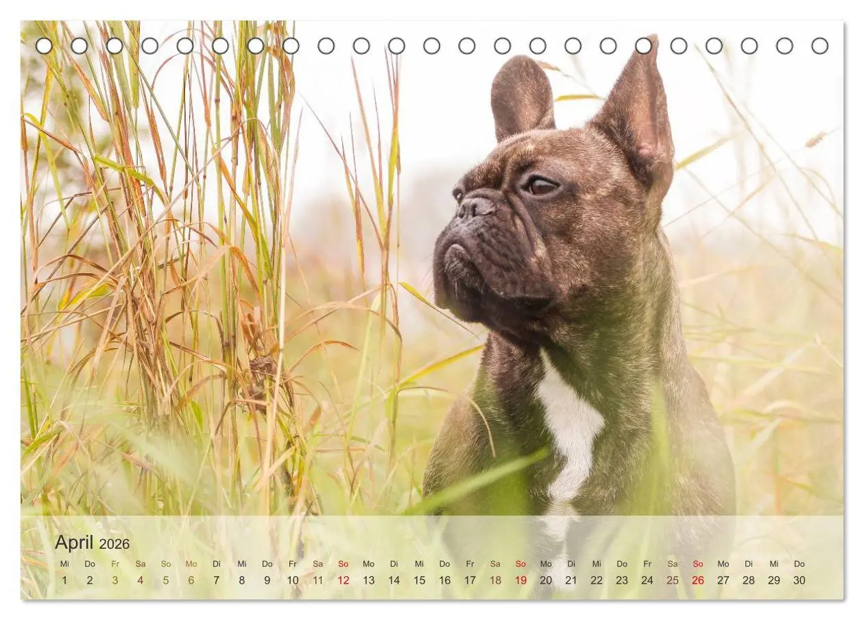 Bild: 9783457973479 | Hunde 2026 - Treue Begleiter (Tischkalender 2026 DIN A5 quer),...