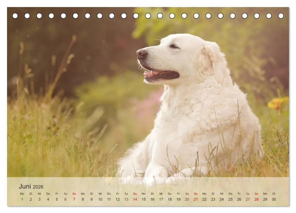 Bild: 9783457973479 | Hunde 2026 - Treue Begleiter (Tischkalender 2026 DIN A5 quer),...