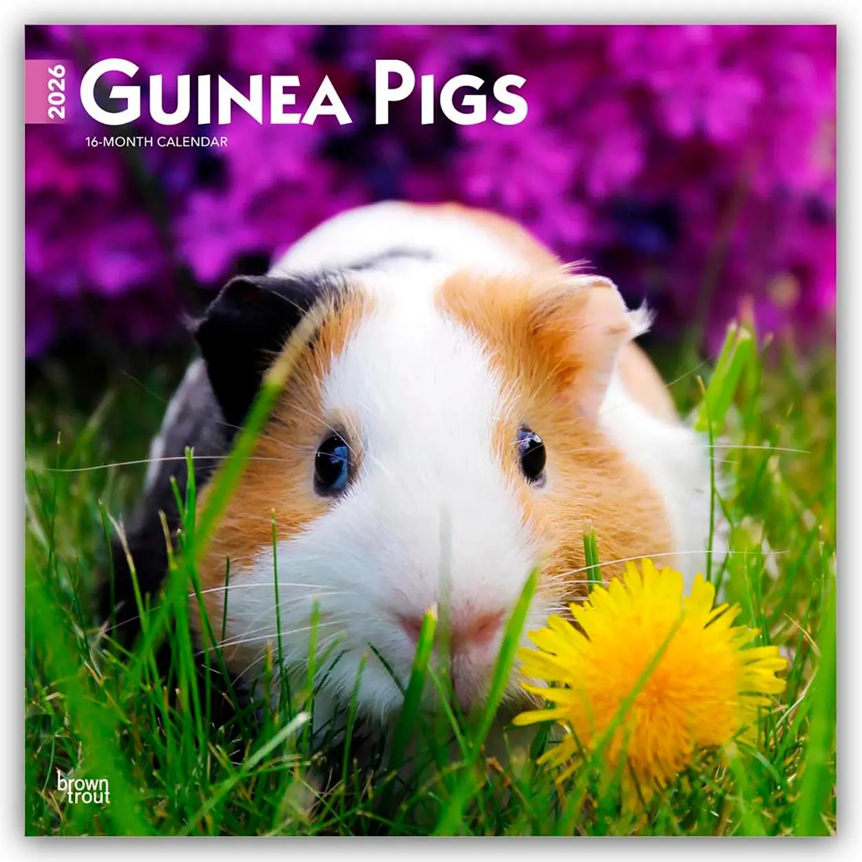 Cover: 9798330703579 | Guinea Pigs - Meerschweinchen 2026 - 16-Monatskalender | Publishers