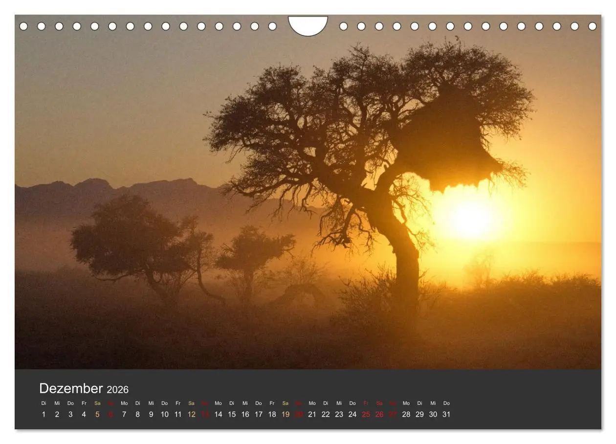 Bild: 9783457573679 | Wüstenbäume (Wandkalender 2026 DIN A4 quer), CALVENDO Monatskalender