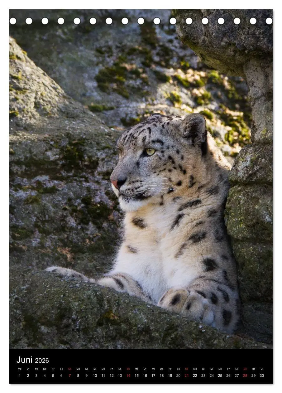 Bild: 9783516423679 | Schneeleoparden - Die Geister der Berge (Tischkalender 2026 DIN A5...