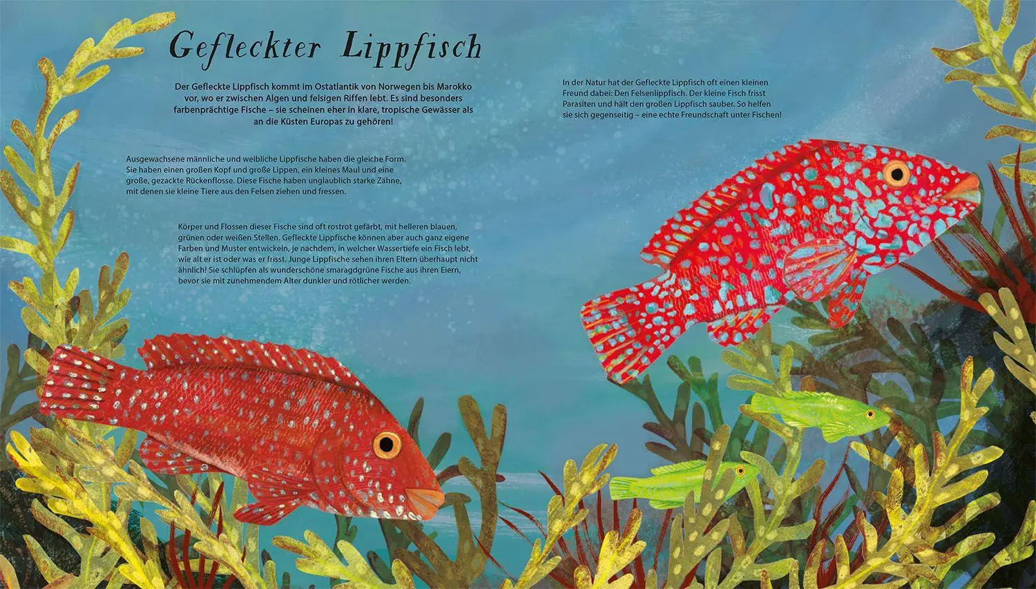 Bild: 9783440183779 | Schwimm mit uns! | Lauren Fairgrieve | Buch | 20 S. | Deutsch | 2026