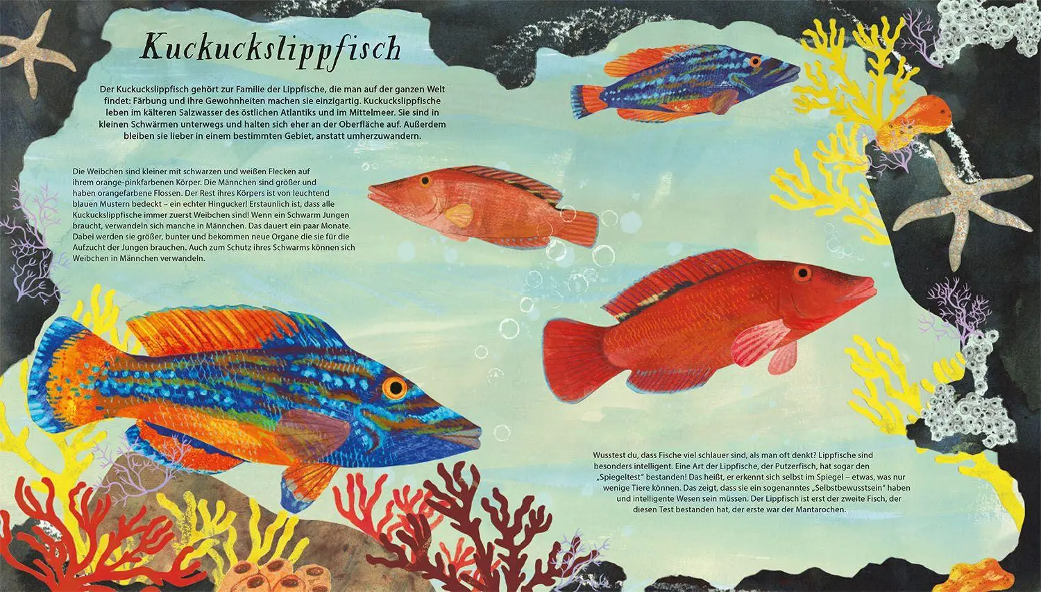 Bild: 9783440183779 | Schwimm mit uns! | Lauren Fairgrieve | Buch | 20 S. | Deutsch | 2026