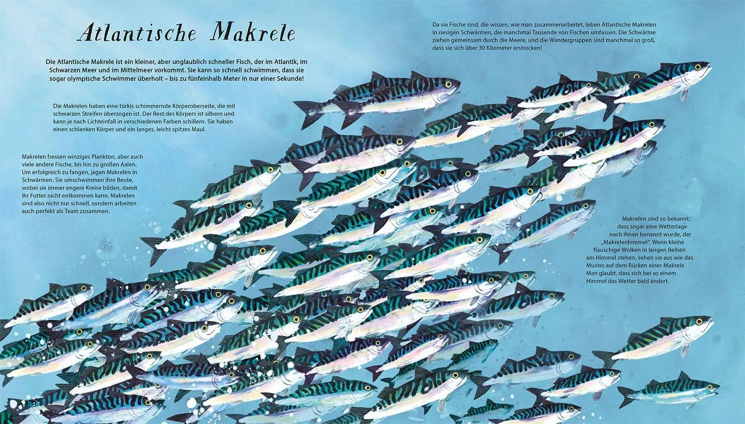 Bild: 9783440183779 | Schwimm mit uns! | Lauren Fairgrieve | Buch | 20 S. | Deutsch | 2026