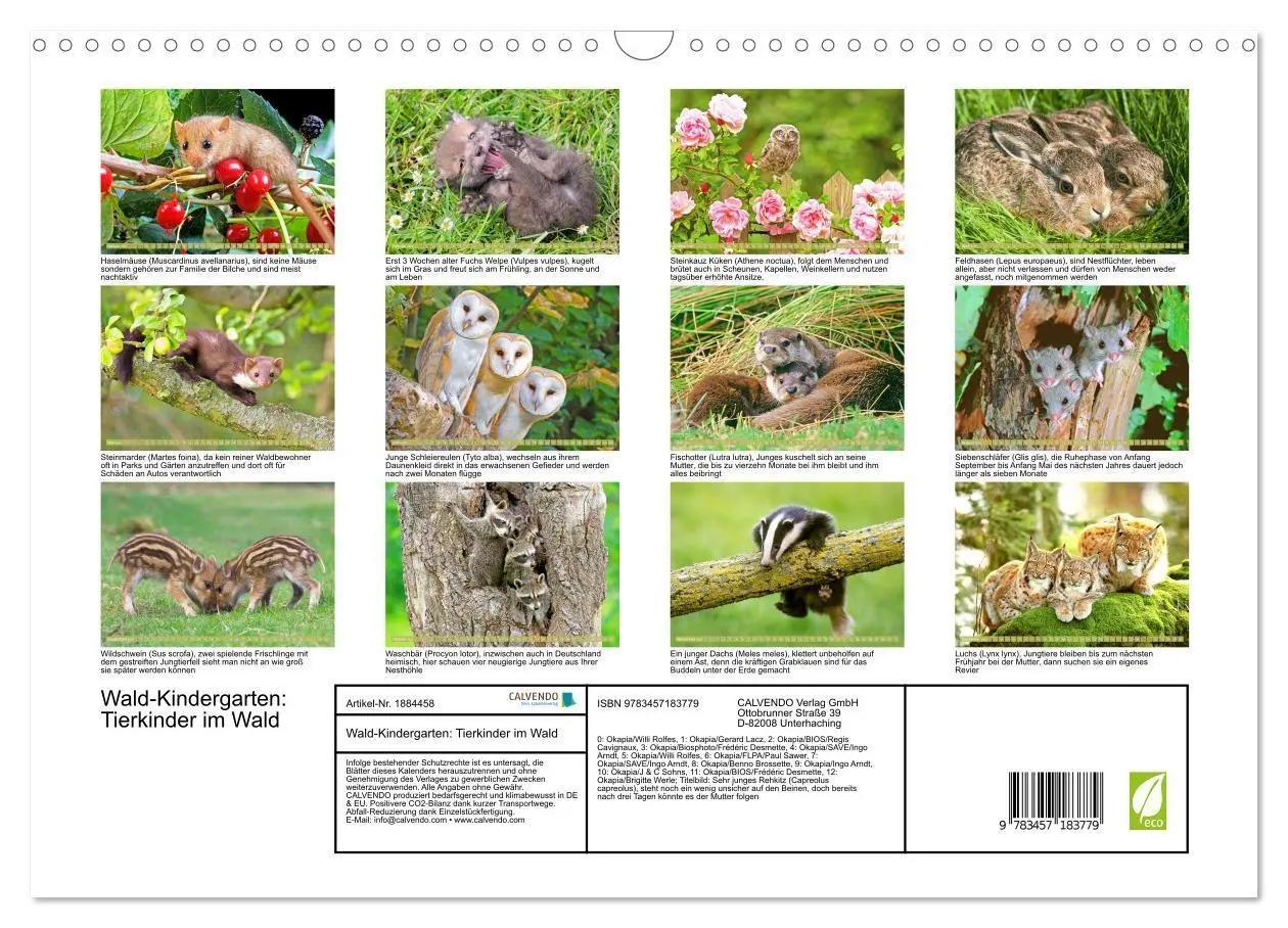 Bild: 9783457183779 | Wald-Kindergarten: Tierkinder im Wald (Wandkalender 2025 DIN A3...