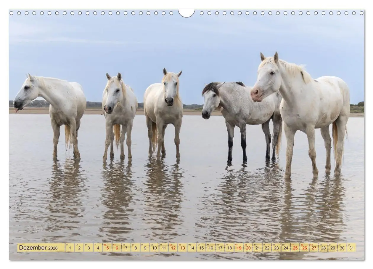 Bild: 9783457493779 | Die wilden Pferde der Camargue (Wandkalender 2026 DIN A3 quer),...