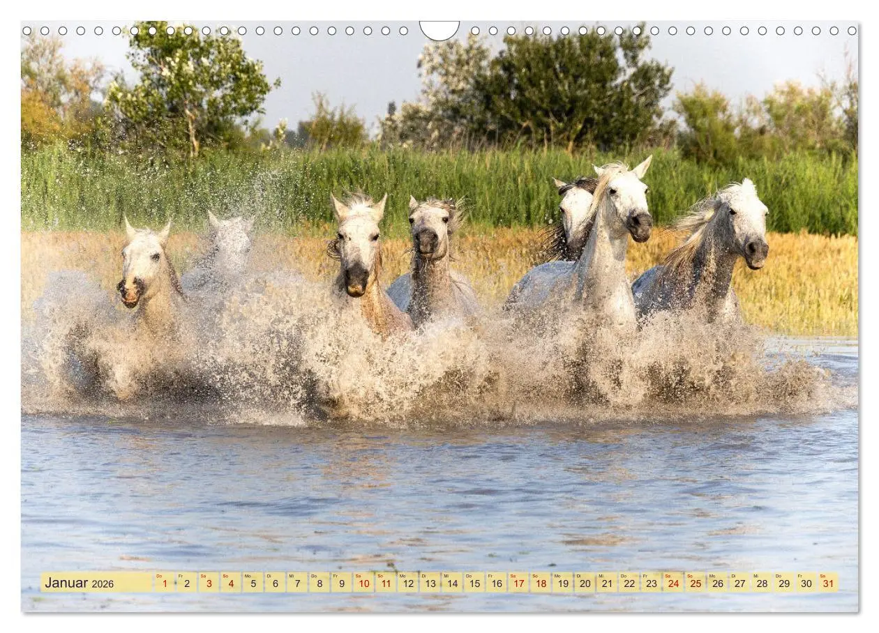 Bild: 9783457493779 | Die wilden Pferde der Camargue (Wandkalender 2026 DIN A3 quer),...