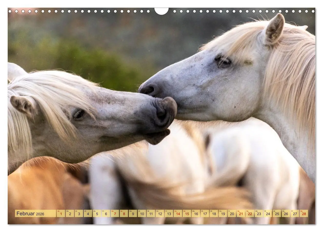 Bild: 9783457493779 | Die wilden Pferde der Camargue (Wandkalender 2026 DIN A3 quer),...