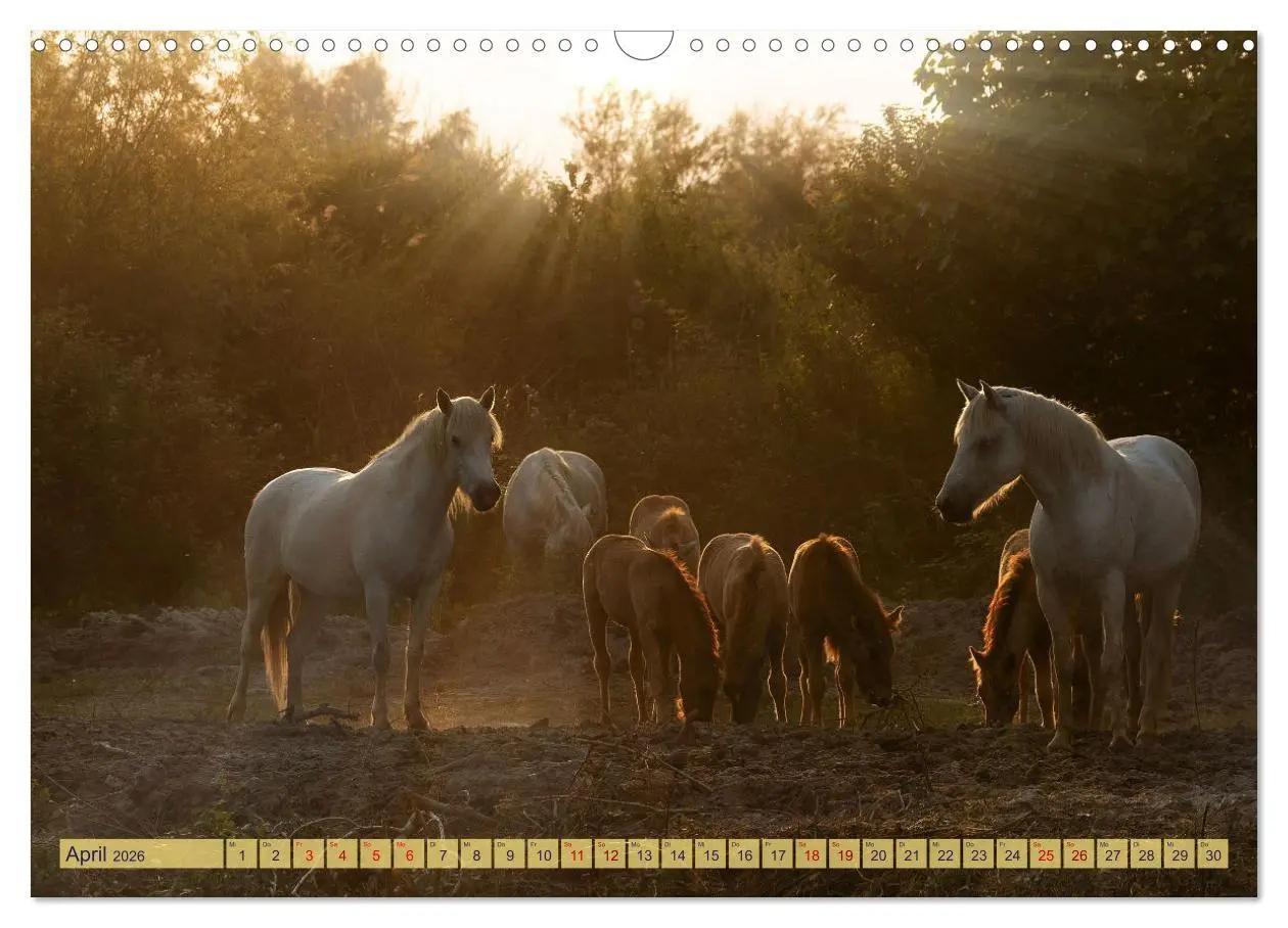 Bild: 9783457493779 | Die wilden Pferde der Camargue (Wandkalender 2026 DIN A3 quer),...