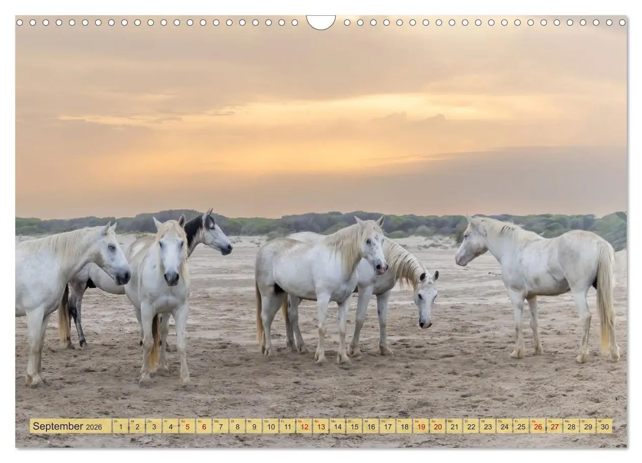 Bild: 9783457493779 | Die wilden Pferde der Camargue (Wandkalender 2026 DIN A3 quer),...