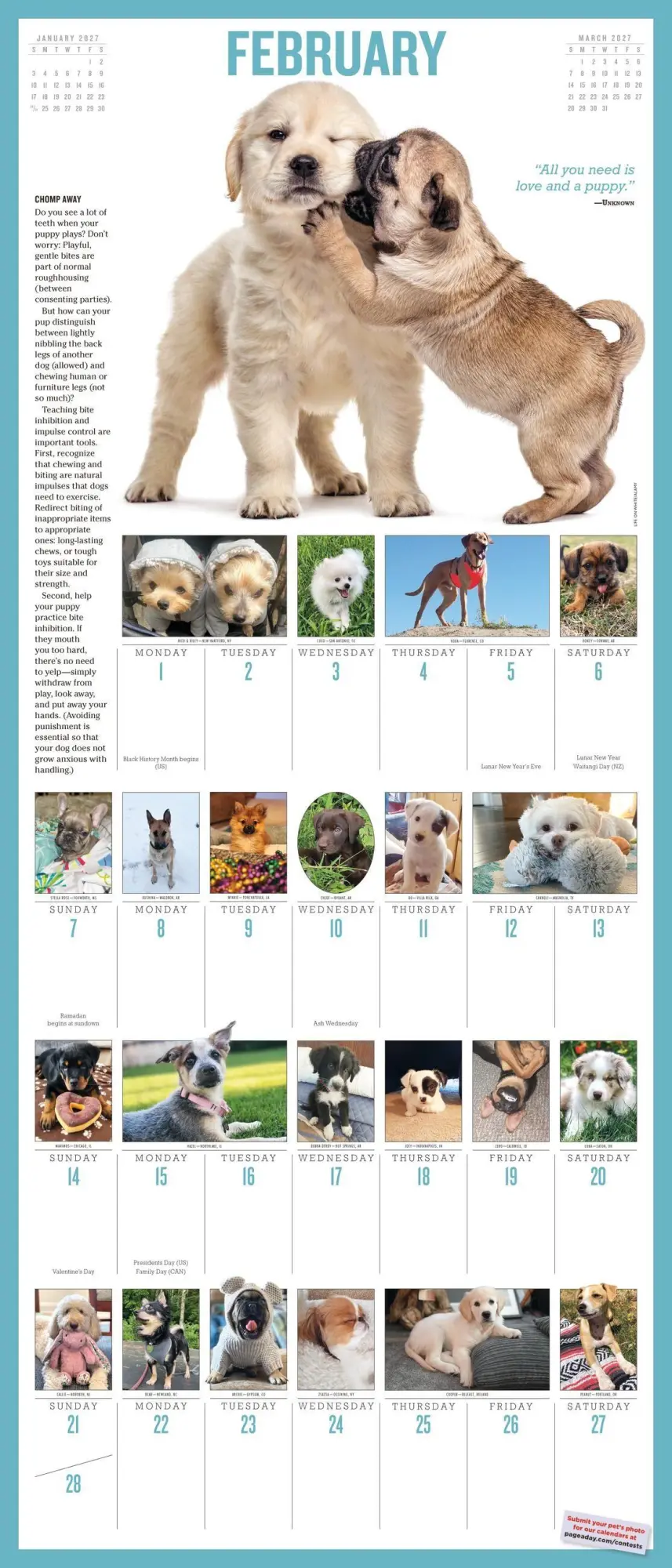 Bild: 9781523533879 | 365 Puppies-A-Year Picture-A-Day® Wall Calendar 2027 | Calendars