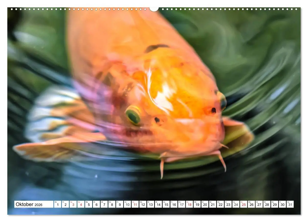 Bild: 9783457674079 | Koi Karpfen. Blickfang und Glücksbringer (hochwertiger Premium...