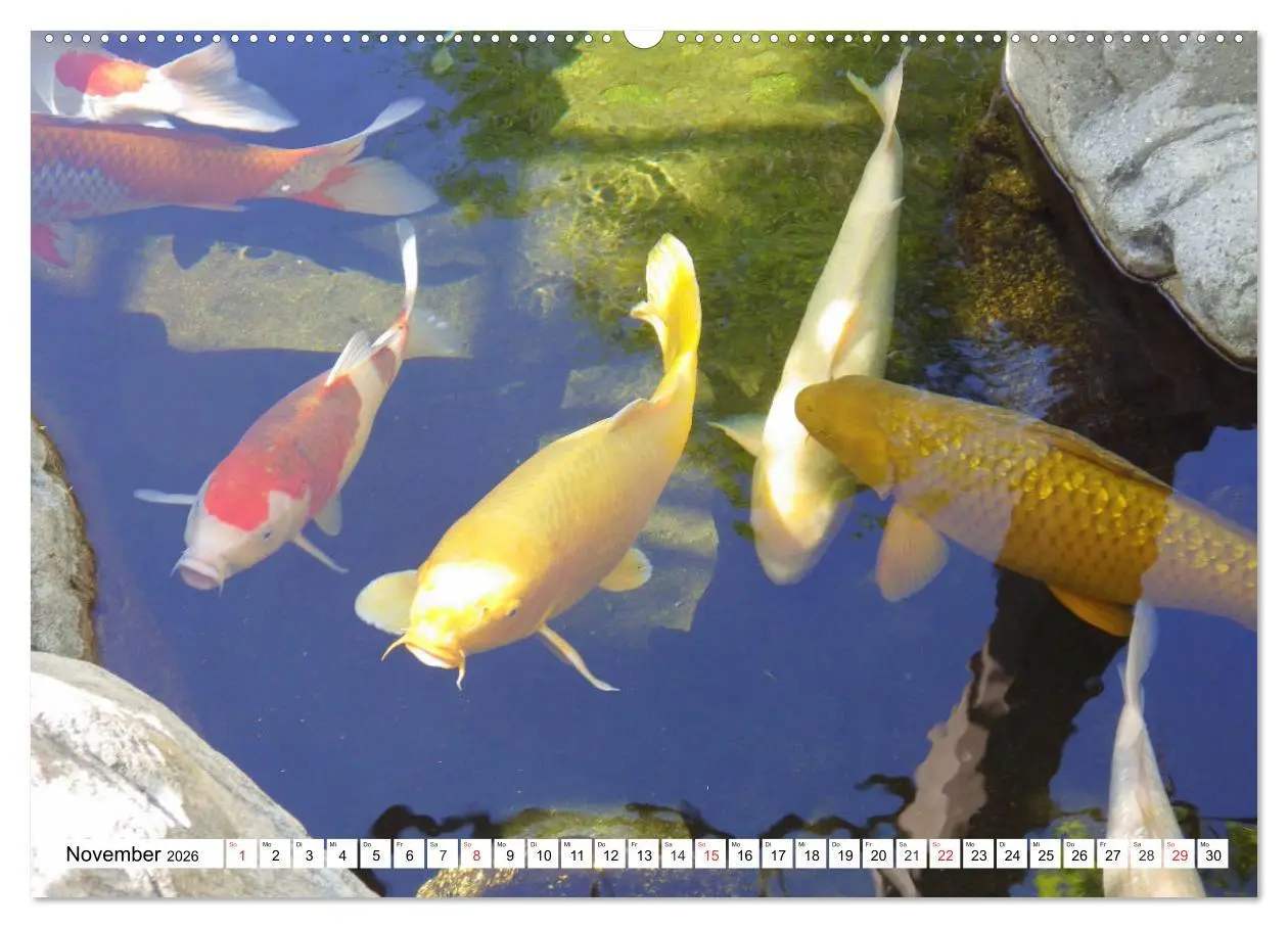 Bild: 9783457674079 | Koi Karpfen. Blickfang und Glücksbringer (hochwertiger Premium...