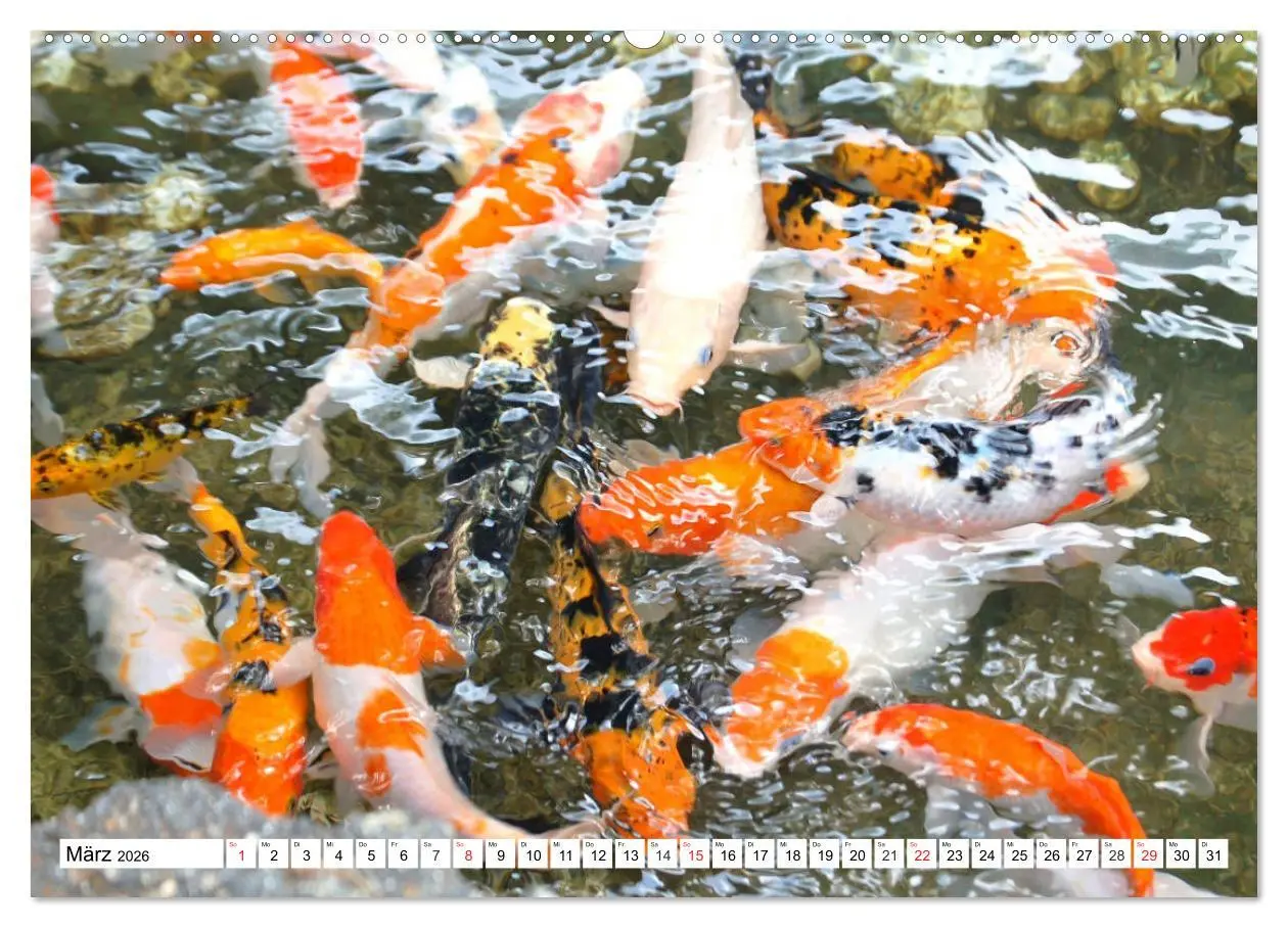 Bild: 9783457674079 | Koi Karpfen. Blickfang und Glücksbringer (hochwertiger Premium...