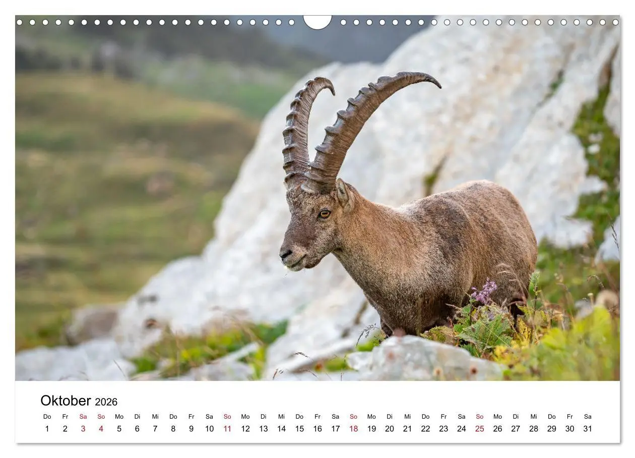 Bild: 9783457284179 | Steinböcke - Eindrückliche Könige der Alpen (Wandkalender 2026 DIN...