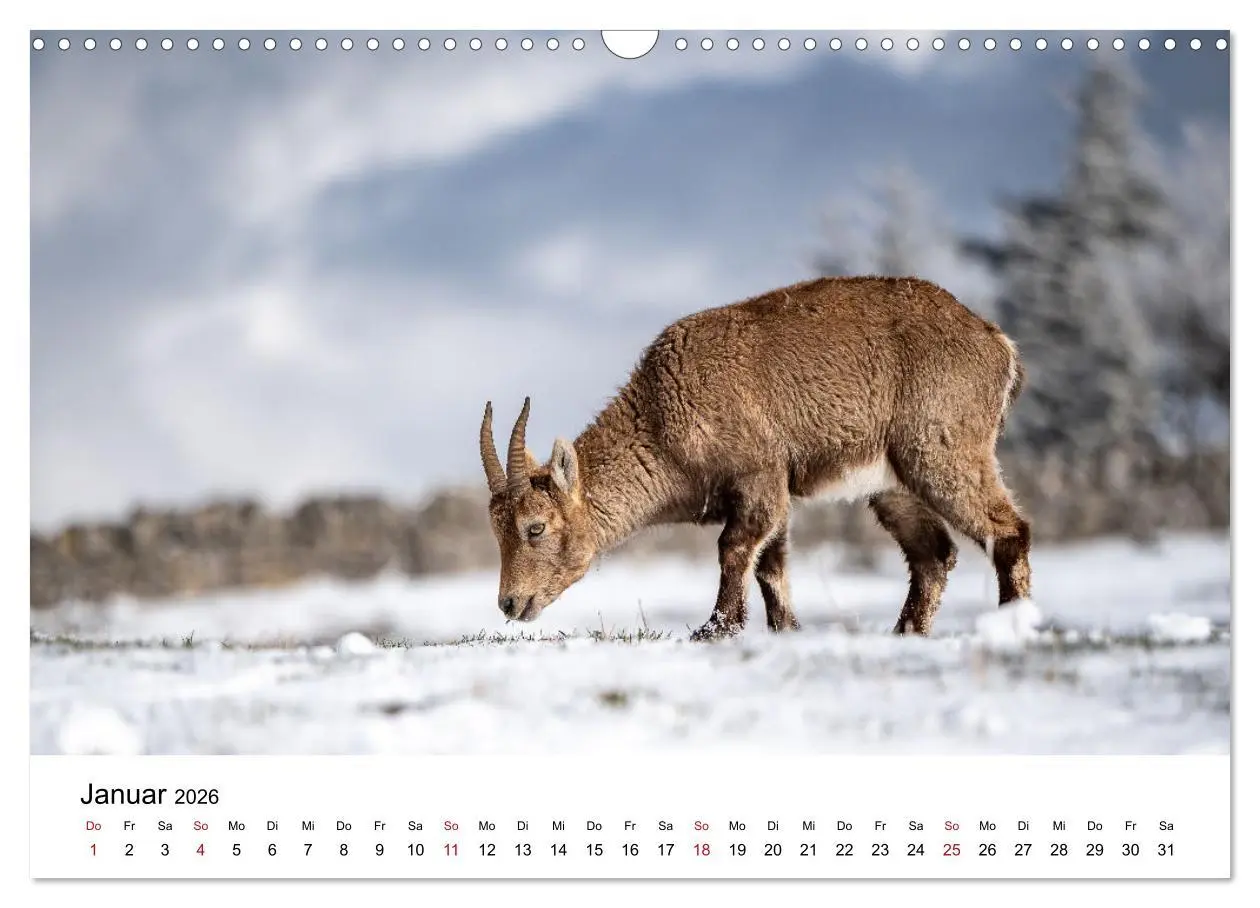 Bild: 9783457284179 | Steinböcke - Eindrückliche Könige der Alpen (Wandkalender 2026 DIN...