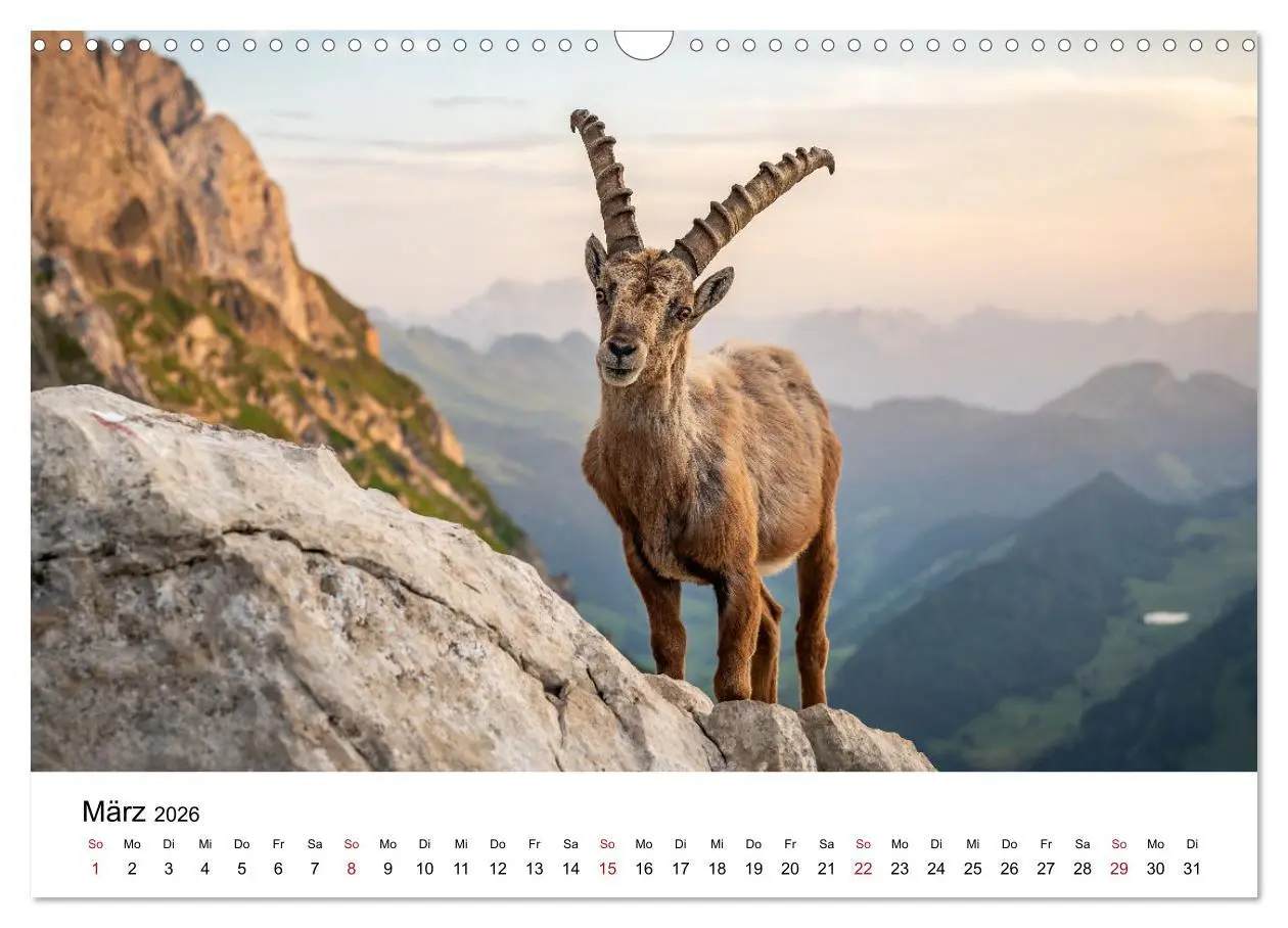 Bild: 9783457284179 | Steinböcke - Eindrückliche Könige der Alpen (Wandkalender 2026 DIN...