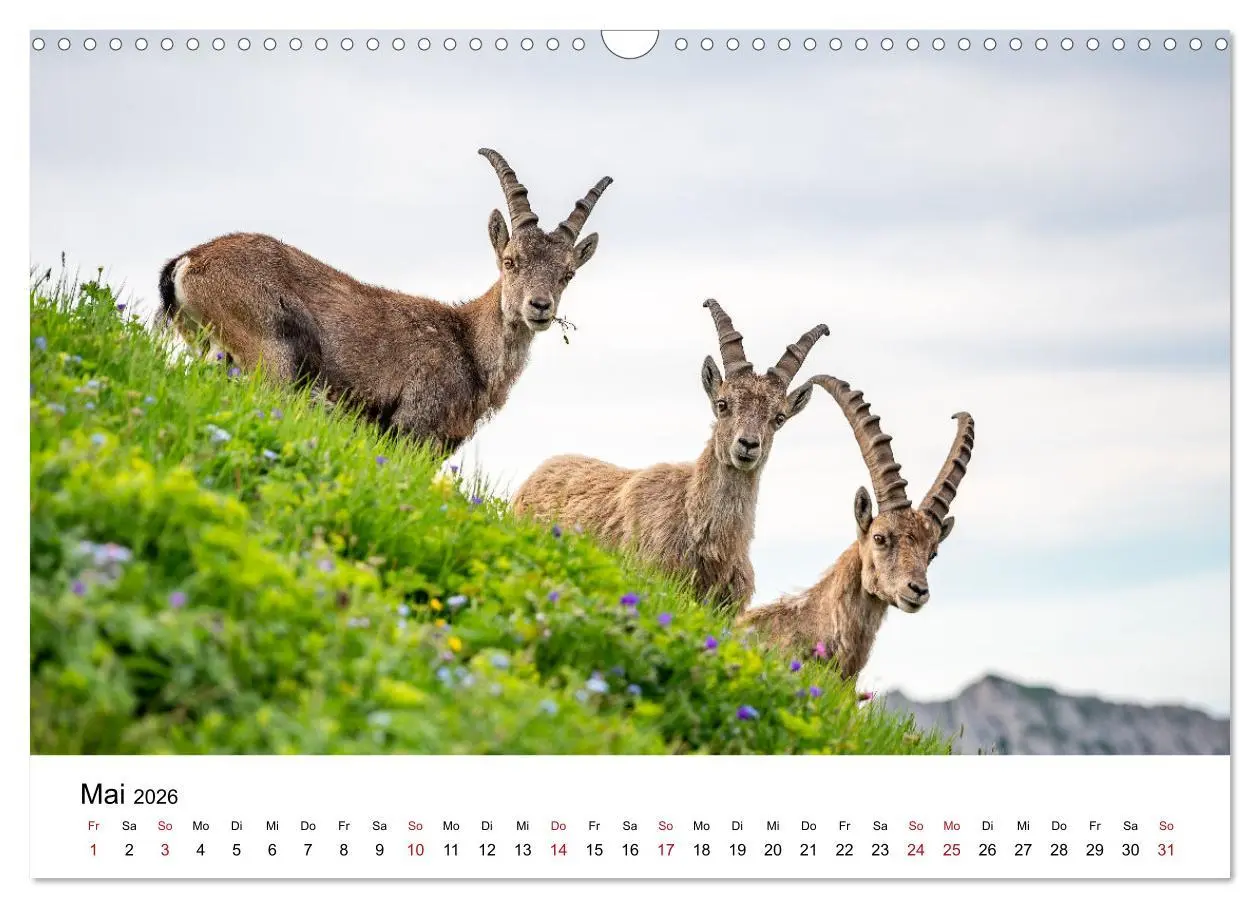 Bild: 9783457284179 | Steinböcke - Eindrückliche Könige der Alpen (Wandkalender 2026 DIN...
