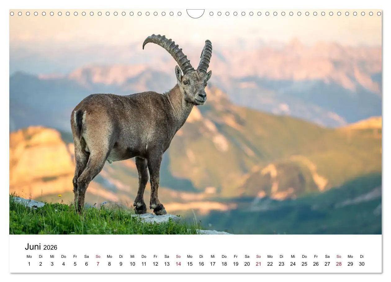 Bild: 9783457284179 | Steinböcke - Eindrückliche Könige der Alpen (Wandkalender 2026 DIN...