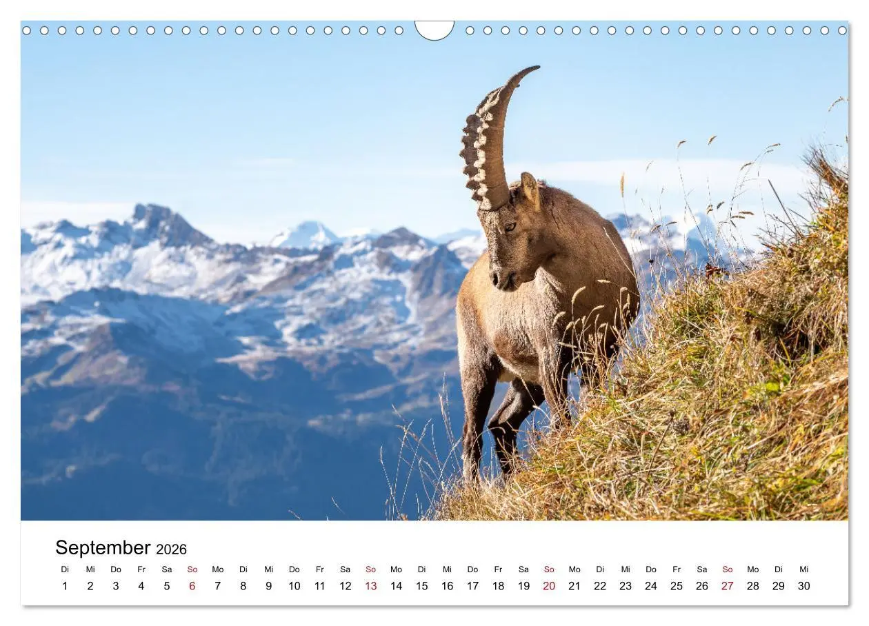 Bild: 9783457284179 | Steinböcke - Eindrückliche Könige der Alpen (Wandkalender 2026 DIN...