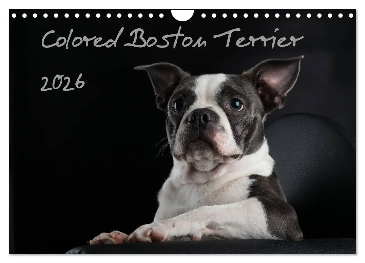 Cover: 9783516064179 | Colored Boston Terrier 2026 (Wandkalender 2026 DIN A4 quer),...