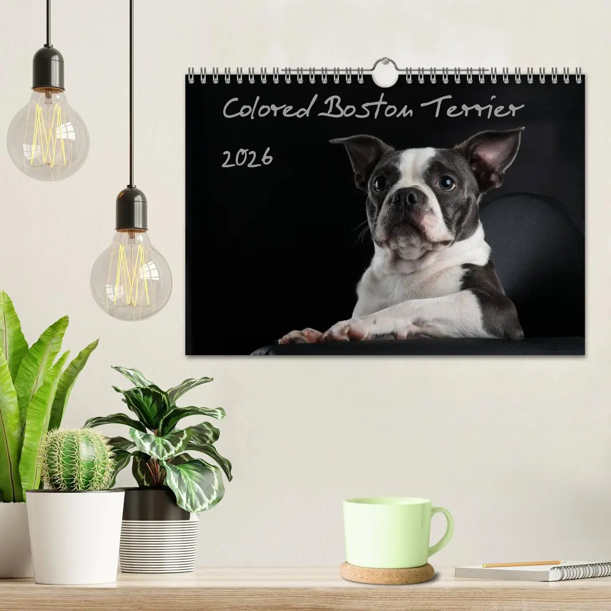 Bild: 9783516064179 | Colored Boston Terrier 2026 (Wandkalender 2026 DIN A4 quer),...