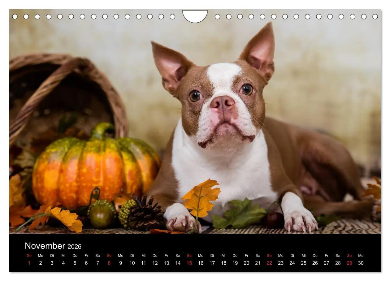 Bild: 9783516064179 | Colored Boston Terrier 2026 (Wandkalender 2026 DIN A4 quer),...